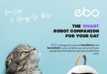 Ebo — робот-компаньйон для кішок