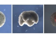 Створені перші в світі живі біороботи