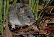 Названо перший вид тварин, повністю знищений лісовими пожежами в Австралії