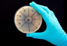 Вчені хочуть замінити антибіотики програмованими вірусами