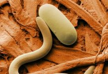 Вчені почали використовувати черв’яків для виявлення раку