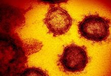 Вчені визначили як поширюється коронавірус