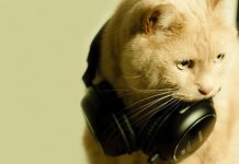 Вчені виявили пісню, яка заспокоює кішок
