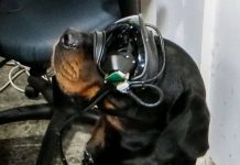 Армія США розробляє систему доповненої реальності для військових собак