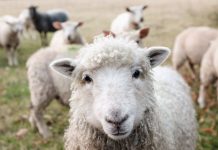 У 92% овець знайшли мікропластик в організмі